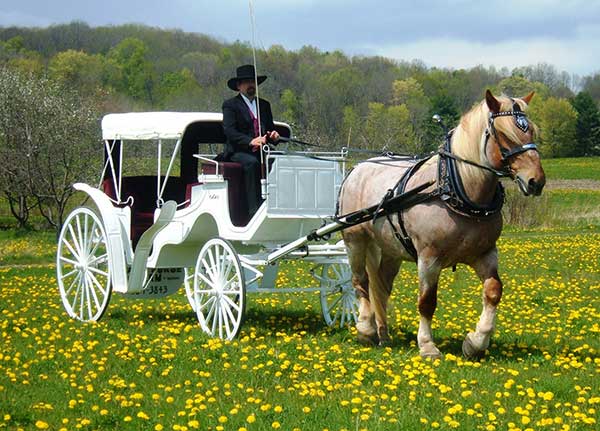 Wedding Horse and Carriage